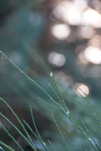 Close-up of wet spider web