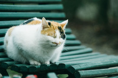 Close-up of cat resting on bench