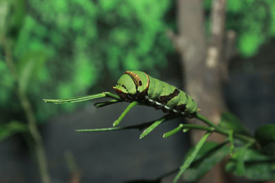 Close-up of insect on plant