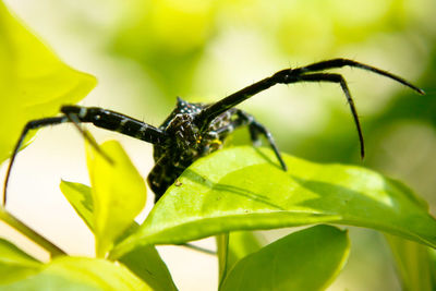 Close-up of insect on plant