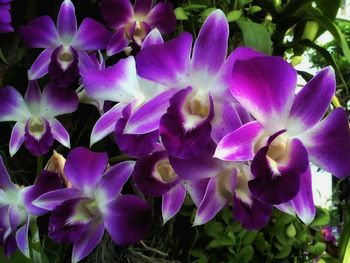 Close-up of purple flowers