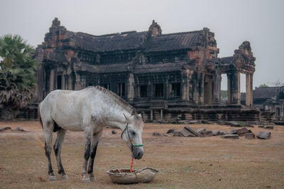 View of a horse against the sky