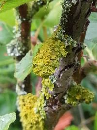 Close-up of lichen on branch