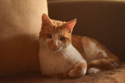Close-up portrait of a kitten