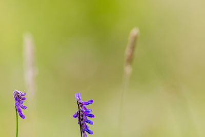 Close-up of plant against blurred background