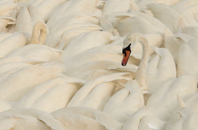 Full frame shot of white swans