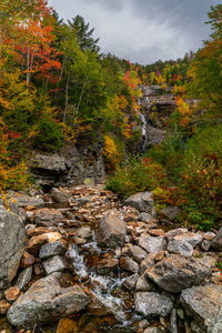 Stream flowing through rocks in forest