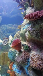 Close-up of coral in sea