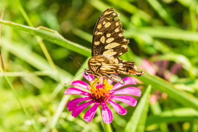 Close-up of butterfly on pink flower