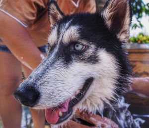 Close-up of dog looking away