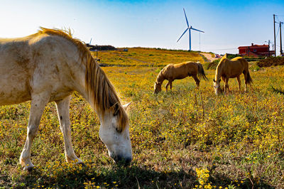 Horses grazing in a field