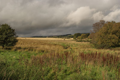 Scenic view of field against sky