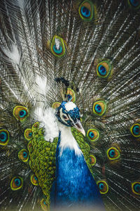 Close-up of peacock feathers