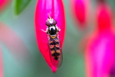 Close-up of insect on flower