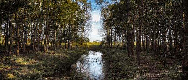 Trees in forest