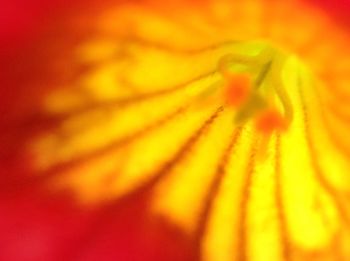 Full frame shot of yellow day