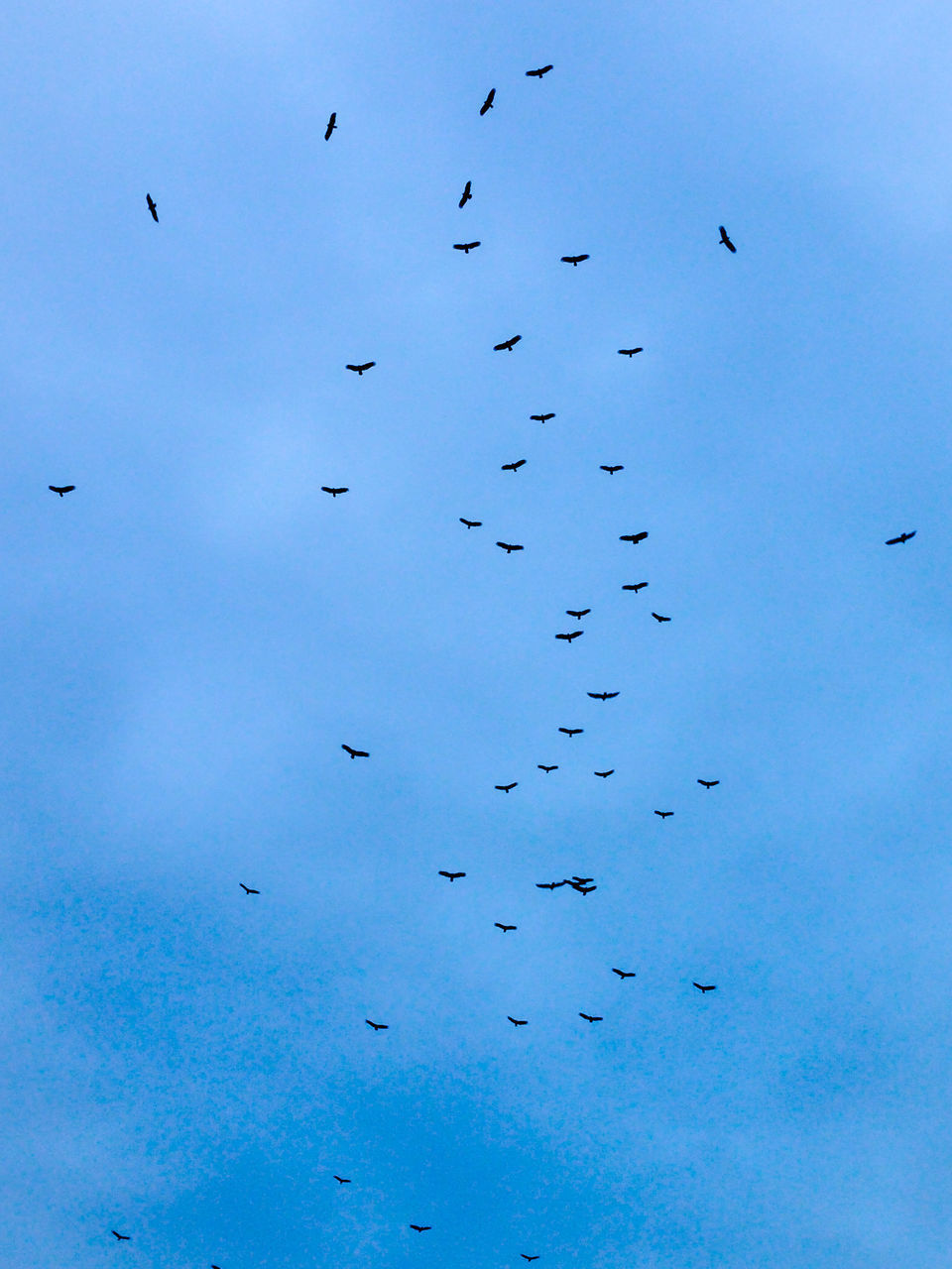 BIRDS FLYING IN SKY