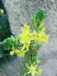 Close-up of yellow flowers