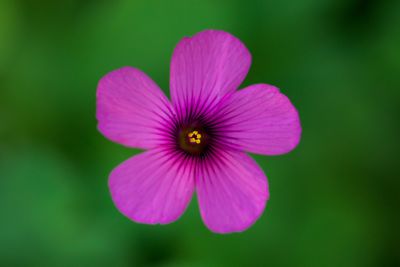 Close-up of pink flower