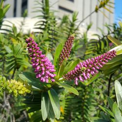 Close-up of purple flowers