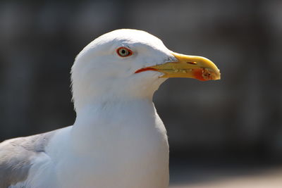 Close-up of seagull