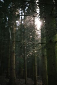 Reflection of trees on water