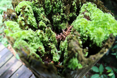 Close-up of lizard on plant