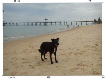 Dog standing on shore