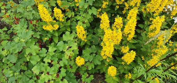 High angle view of yellow flowering plants on field