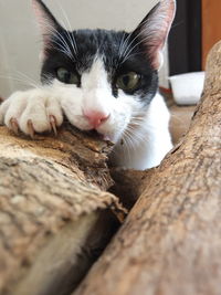 Close-up portrait of a cat