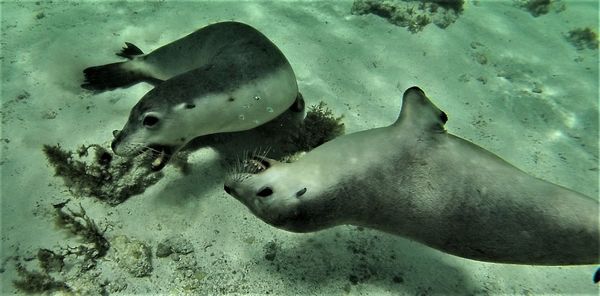 Close-up of fish swimming in sea