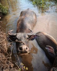 High angle view of horse in lake