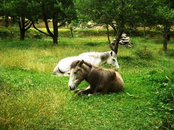 Horse on field