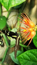 Close-up of butterfly on leaf