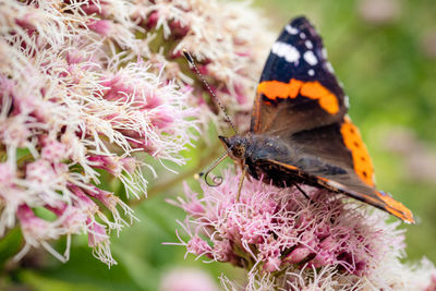 Close-up of butterfly pollinating on pink flower