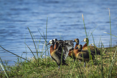 View of two birds on land