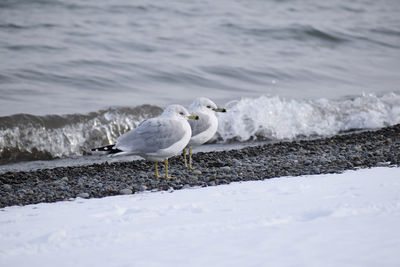 Seagull perching on a beach