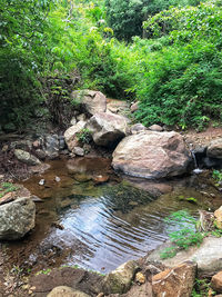 Plants growing by rocks in forest