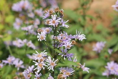 Close-up of white flowering plant