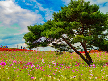 Flowering plants and trees on field against sky