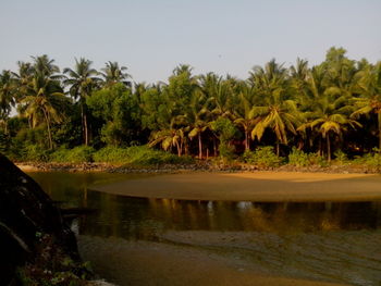 Palm trees by sea