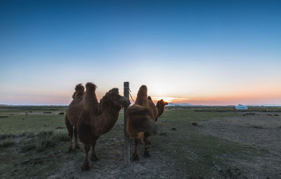 Camels standing on field against sky during sunset