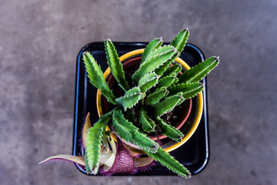 High angle view of potted plant on table