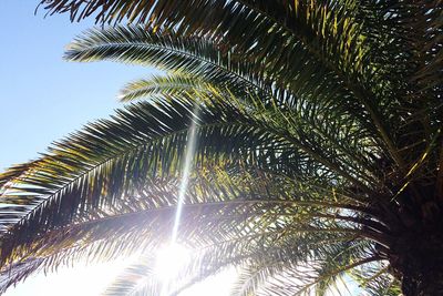 Palm trees against the sky