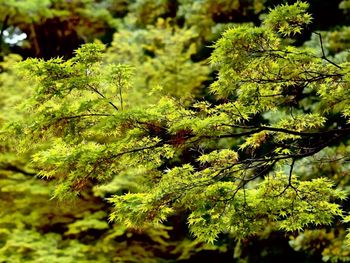 Close-up of green leaves on tree