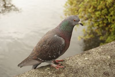 Close-up of bird perching on rock