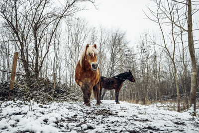 View of two horses on snow covered land