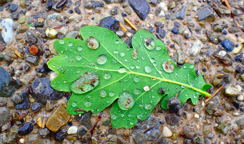 High angle view of wet leaf in water