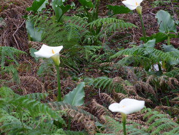 Close-up of white flowers against plants