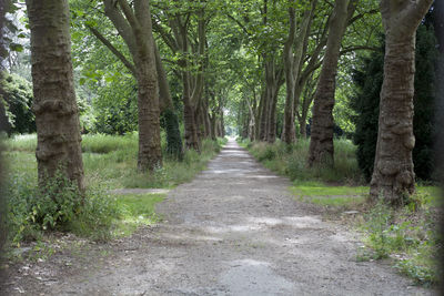 Footpath amidst trees in forest